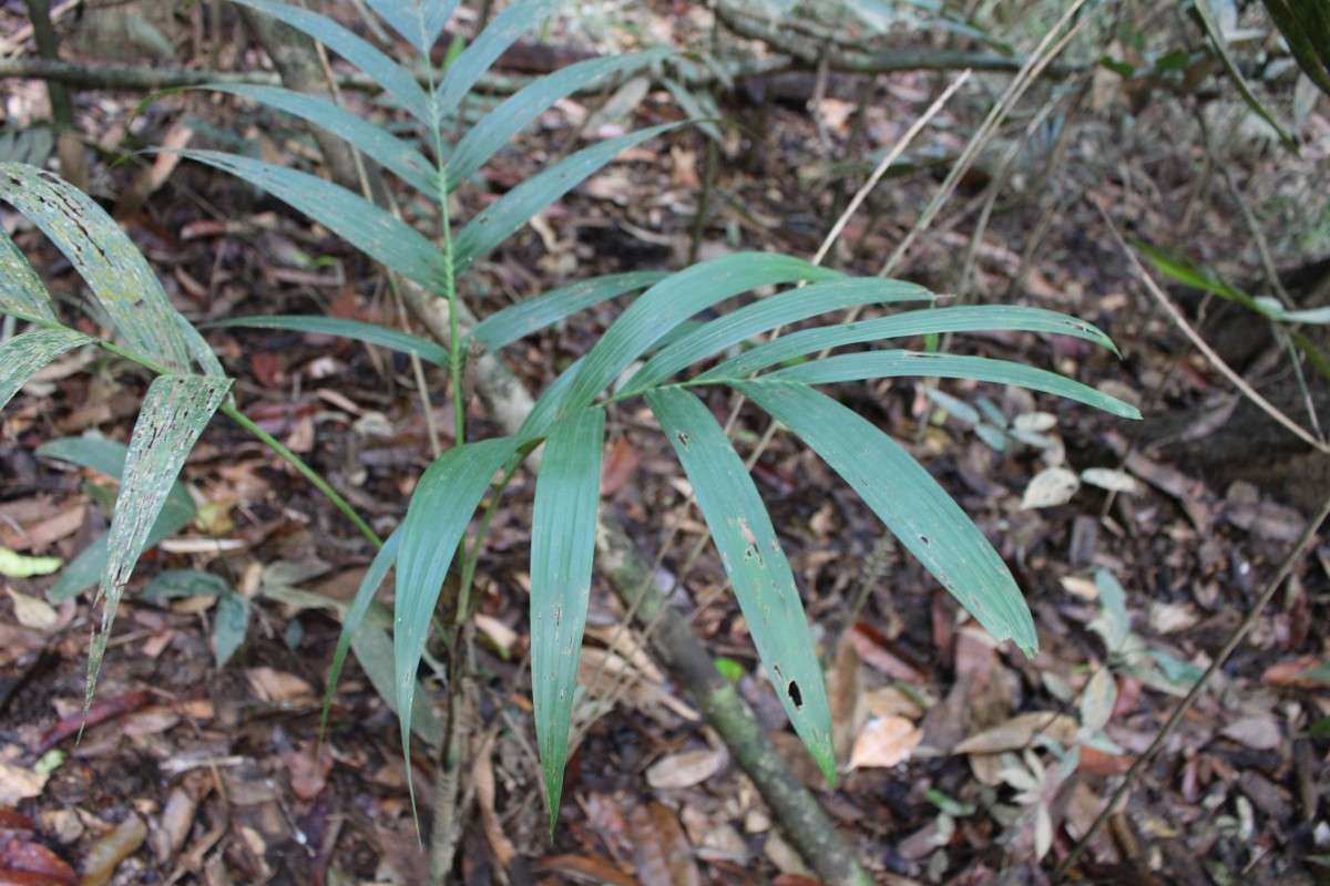 Areca concinna Thwaites